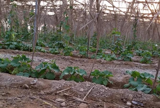 56131596 - Property Image 3