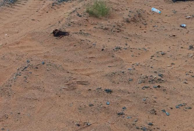 14461987 - صورة العقار 2