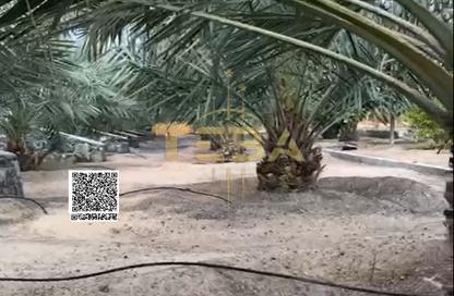 Farm - Studio for sale in Masfoot 1 - Masfoot - Ajman