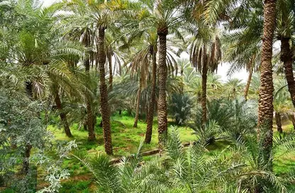 مزرعة - استوديو للبيع في ليوا - أبوظبي