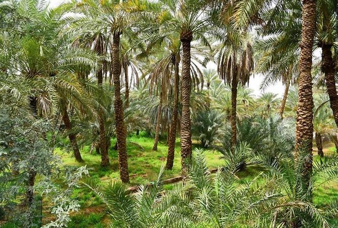15397459 - الصورة الرئيسية للعقار