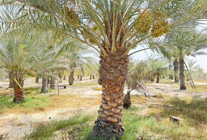 15784781 - صورة العقار 3