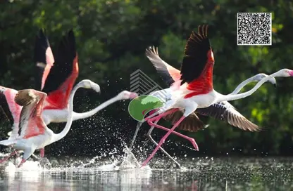 Apartment - 1 Bedroom - 1 Bathroom for sale in Golf Community - Al Zorah - Ajman