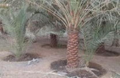 Land - Studio for sale in Al Helio 1 - Al Helio - Ajman