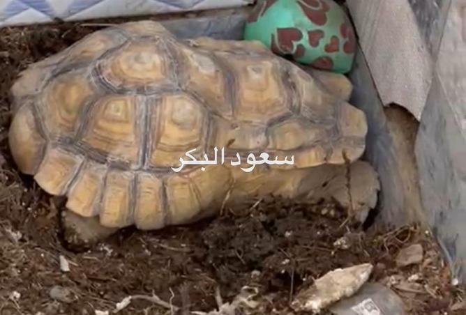 15945657 - صورة العقار 3