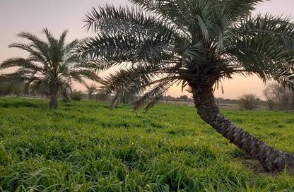 Farm - Studio for sale in Al Khatim - Abu Dhabi Farm - Studio for sale in Al Khatim - Abu Dhabi