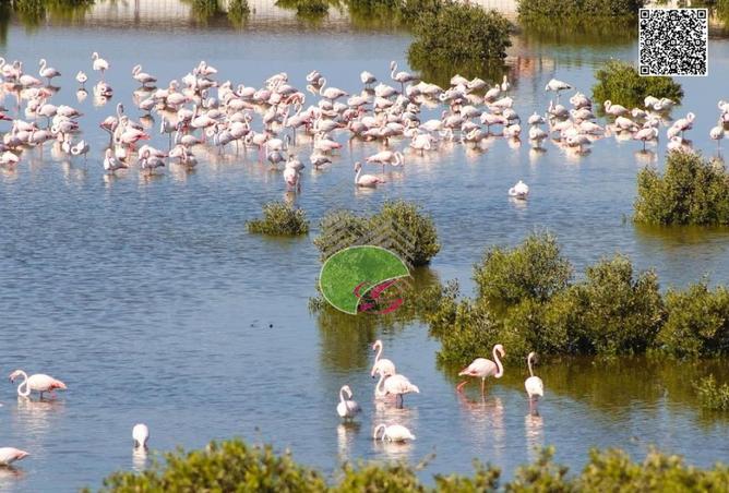 67449515 - صورة العقار 2