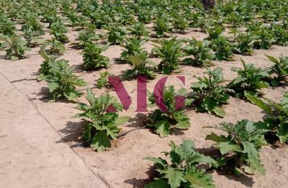 Farm - Studio for sale in Al Samha - Abu Dhabi Farm - Studio for sale in Al Samha - Abu Dhabi