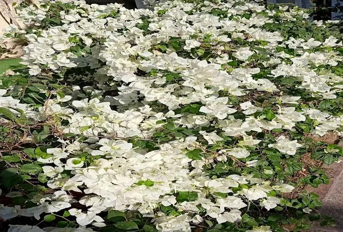 56126841 - Property Image 3