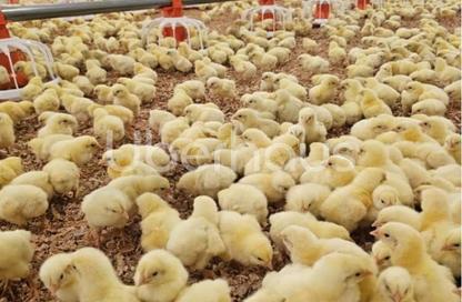 Farm - Studio for sale in Al Hayer - Al Ain