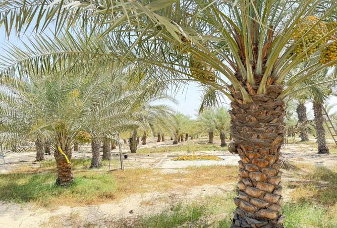 58171464 - صورة العقار 3