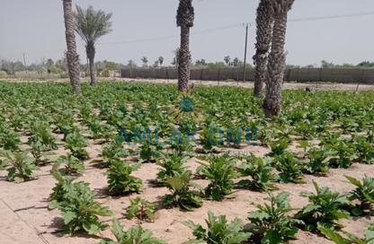 Farm - Studio for sale in Al Samha - Abu Dhabi