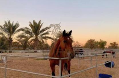 Farm - Studio for sale in Mudfak - Ras Al Khaimah