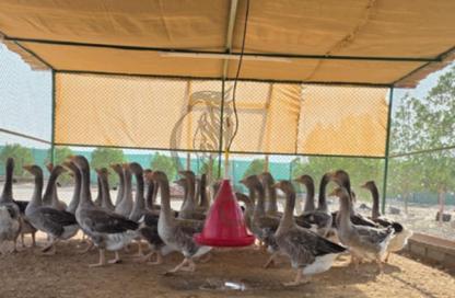 Farm - Studio for sale in Mudfak - Ras Al Khaimah