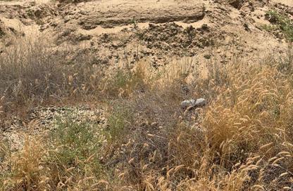 أرض - استوديو للبيع في البليده - البطائح - الشارقة أرض - استوديو للبيع في البليده - البطائح - الشارقة