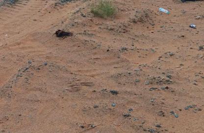 Land - Studio for sale in Al Helio 2 - Al Helio - Ajman