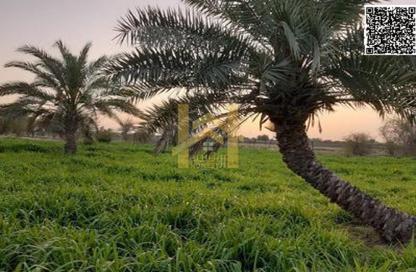 Farm - Studio for rent in Ras Al Khaimah Creek - Ras Al Khaimah