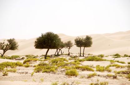Land - Studio for sale in Al Belidah - Al Bataeh - Sharjah Land - Studio for sale in Al Belidah - Al Bataeh - Sharjah