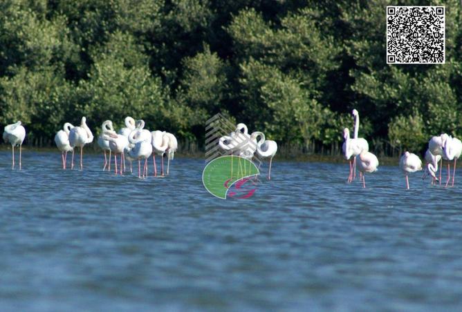 76968891 - صورة العقار 3