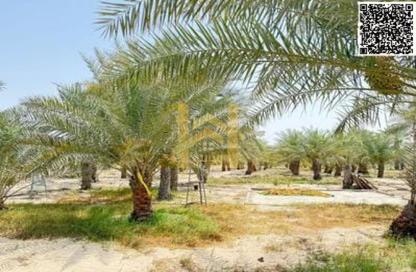 Land - Studio for rent in Al Helio 1 - Al Helio - Ajman