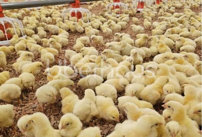 75780587 - Property Image 3