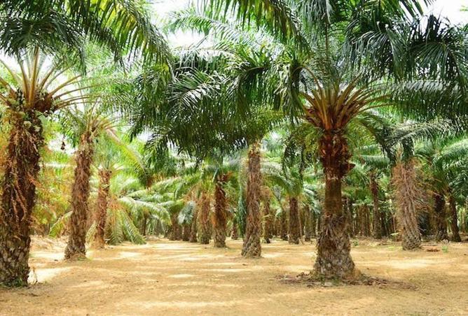 16318707 - صورة العقار 3