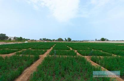 Land - Studio for sale in Al Hamraniah - Ras Al Khaimah Land - Studio for sale in Al Hamraniah - Ras Al Khaimah