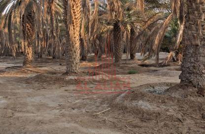 Farm - Studio for sale in Al Dhafrah - Abu Dhabi