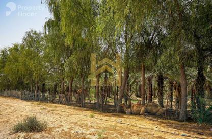 Farm - Studio - 7+ for rent in Corniche Al Fujairah - Fujairah