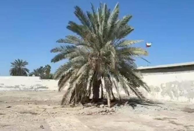 116829990 - صورة العقار 3