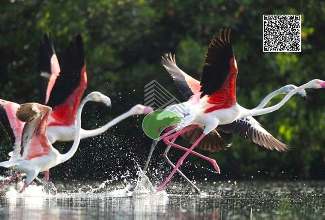 56547840 - صورة العقار 3