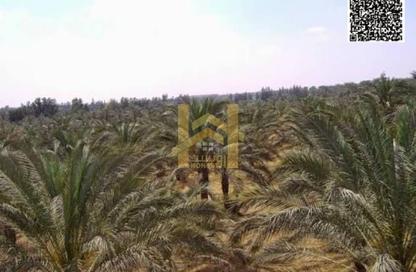 Farm - Studio for rent in Al Helio 1 - Al Helio - Ajman