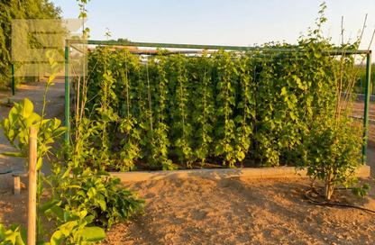 Farm - Studio for sale in Kabbali Hills - Al Helio 2 - Al Helio - Ajman